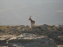 Compañero de desayuno